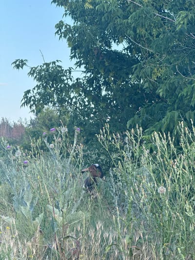 The image depicts a natural outdoor scene with lush green foliage, including trees and wild plants with small purple flowers. In the lower left portion of the frame, a brown and white animal, possibly a goat, is partially visible, standing amidst the tall grasses and vegetation. The animal's head and front legs are discernible. The overall impression is one of a peaceful, rural setting, possibly a meadow or the edge of a wooded area. The lighting suggests it is daytime, with a clear, pale blue sky visible in the upper left quadrant, peeking through the branches of a large tree. The scene is characterized by dense plant life, with various textures and shades of green dominating the frame. The presence of the animal adds a touch of life and domesticity to the otherwise wild landscape. The image is oriented vertically, as if the camera was held upright and the scene captured. There is no visible text in the image.