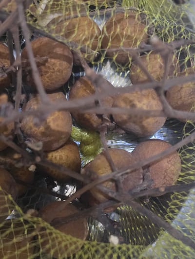 The image shows a close-up view of longan fruits in a yellow mesh bag. The fruits are light brown and clustered together. A few dark brown branches are visible among the fruits. The scene appears to be indoors. There is no evidence to suggest that this image was taken in Pintomakmur, Indonesia.