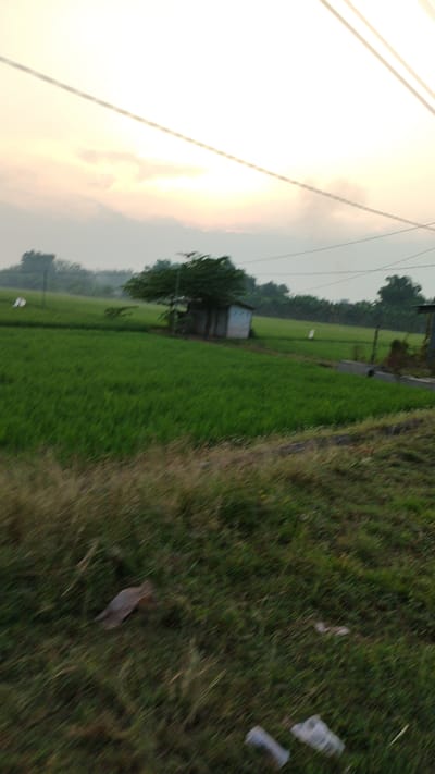 The image depicts a rural landscape in Sumberejo, Indonesia, characterized by a lush green rice field stretching into the distance under a hazy, pale sky. The foreground is dominated by dry, brown grass, indicating a transition in the terrain. A small, simple structure with a light-colored wall and a darker roof, possibly a shed or small building, is situated within the rice field. A solitary tree stands near the structure, its branches reaching upwards. In the background, a line of trees forms a dense green border, suggesting a wooded area. The sky is washed out with light, with thin, wispy clouds adding texture. Overhead, electrical wires traverse the frame, indicating the presence of infrastructure. The overall impression is one of a serene, agricultural setting, possibly captured during dawn or dusk due to the soft, diffused lighting.