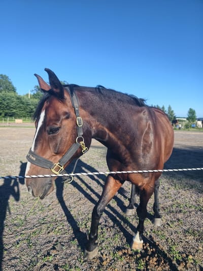 A close-up, eye-level shot shows a brown horse with a white blaze on its face. The horse is wearing a black halter with gold hardware. The halter has the text "On Track" printed on it. The horse is looking down and to the left, with a piece of grass in its mouth. It is standing in a fenced-in area with a dirt and gravel ground. In the background, there are trees and a clear blue sky. The sun is shining, casting long shadows from the horse and the fence. The image appears to have been taken on a sunny day. The scene is likely a stable or paddock. The horse appears calm and relaxed. The location is Norrköping, Sweden.