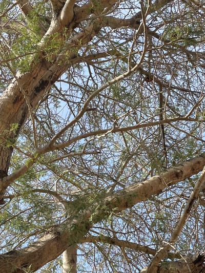 The image displays a dense canopy of a large tree, its branches intricate and crisscrossing against a clear blue sky. The bark of the tree is rough and textured, suggesting maturity. Small green leaves are scattered throughout the branches, some clustered, others sparse. The composition is dominated by the network of branches, with the sky acting as a backdrop. There are no people or visible animals in the frame. The scene appears to be an outdoor environment, likely within a natural or semi-natural setting such as a park or a large garden, consistent with an area like Unguwar Saya, Nigeria, where such mature trees are common.