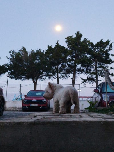 A fluffy, light-colored dog stands facing away from the camera, its back to the viewer, in a parking area. The dog appears to be a West Highland White Terrier or a similar breed. Behind the dog, a red Kia Sportage car is parked, with its license plate reading "CB 3470 XT". To the right of the Kia, a dark red car is partially visible, its headlight illuminated. Several trees with dark green foliage are planted behind the cars, and a chain-link fence runs along the background. The sky is a pale blue, with a full moon visible and slightly to the left of the center of the image. The scene appears to be at dusk or dawn, given the light conditions and the presence of the moon. The ground in the foreground is paved with concrete tiles. The overall impression is a calm, outdoor setting, possibly near a coastal area given the reference to Durankulak, Bulgaria. No people are visible in the image.