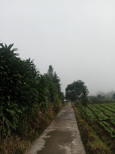 The image displays a rural landscape in Joshi Vihir, India, under conditions of dense fog or heavy overcast skies. A narrow, wet concrete path, approximately 1.5 to 2 meters wide, extends from the foreground into the receding mist. To the immediate left of the path, a dense, dark green hedge comprised of broadleaf plants forms a continuous barrier, with dried brown vegetation at its base. To the right of the path, an agricultural field is visible, meticulously planted with numerous parallel rows of young, light green leafy crops. Beyond this field and along the path's trajectory, several larger trees, including one prominent broadleaf tree in the midground, are partially obscured by the atmospheric haze. The sky is uniformly light gray, blending into the distant landscape. No individuals or active human interventions are observable within the depicted scene.