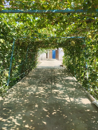 A concrete walkway leads towards a building with two blue doors and a light-colored facade, framed by a canopy of green grapevines laden with light green grapes. The canopy is supported by blue metal posts and beams, creating an arched tunnel effect over the walkway. Sunlight filters through the leaves, casting dappled shadows on the ground. The environment appears to be outdoors in a residential area, possibly a courtyard or garden. The image was taken on a sunny day, with the sky visible through the gaps in the foliage.