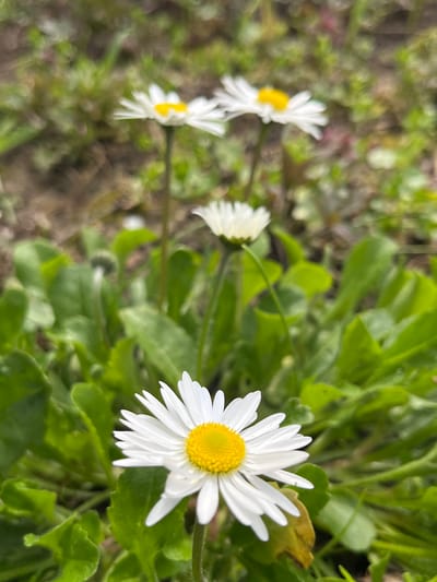 The scene depicts a close-up of common daisies (Bellis perennis) growing in an outdoor environment, specifically in Blaskovo, Bulgaria. In the foreground, a single daisy with white petals and a bright yellow center is sharply in focus, positioned slightly to the right of the image center. Its green leaves form a dense base around its stem. Behind it, several other daisies, also with white petals and yellow centers, are visible but progressively out of focus, creating a shallow depth of field. A closed flower bud is also present amidst the foliage in the mid-ground. The background consists of blurred green foliage and indistinct brown earth, suggesting a garden bed or natural grassy area. No people, animals, or man-made objects are present. No specific actions or interactions are depicted, only static plant life. The lighting appears natural and even.