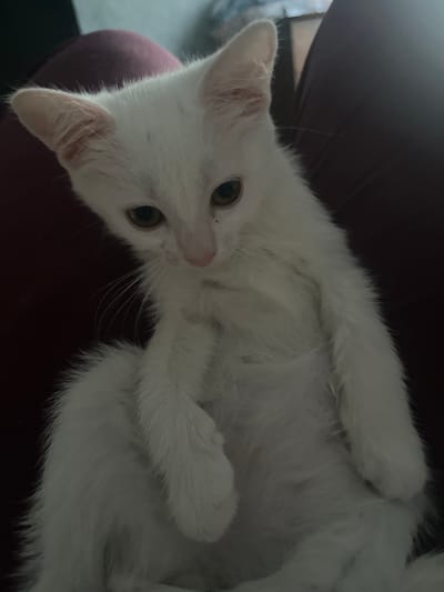 A white kitten with large ears and green eyes is shown in a close-up shot. The kitten is positioned slightly off-center, looking downwards with a curious expression. Its fur appears soft and fluffy. The background is dark and out of focus, with hints of a reddish-brown color, possibly indicating furniture or fabric. The lighting is dim, casting soft shadows on the kitten. The image appears to be taken indoors, with no discernible elements of an outdoor environment or a specific city location like Dvubratskiy, Russia.