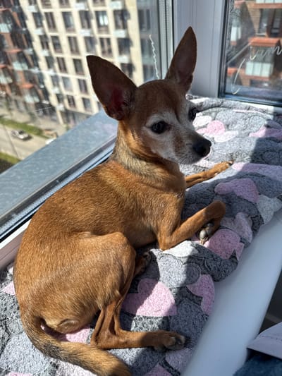 An older, small tan dog with large upright ears lies on a grey and pink patterned blanket on a windowsill. The dog is looking to the right, with its body positioned facing the viewer. Sunlight casts shadows across the dog and the blanket. Through the window, a modern apartment building with many windows is visible, along with a street and some trees. The scene appears to be in Vlasikha, Russia, given the context of the city of Vlasikha.