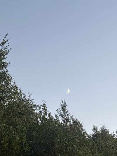 An outdoor, low-angle shot features a clear, light blue sky above a dense canopy of dark green foliage. A crescent moon, with its illuminated portion facing right, is visible in the upper right quadrant of the sky. The trees are a dominant element, filling the lower portion of the frame and extending up into the left side of the image. The overall scene suggests an evening or early morning time in Rybaki, Russia, with the natural environment taking center stage. There are no people or man-made structures directly depicted in the photograph, apart from the faint presence of what appear to be power lines in the lower right corner.