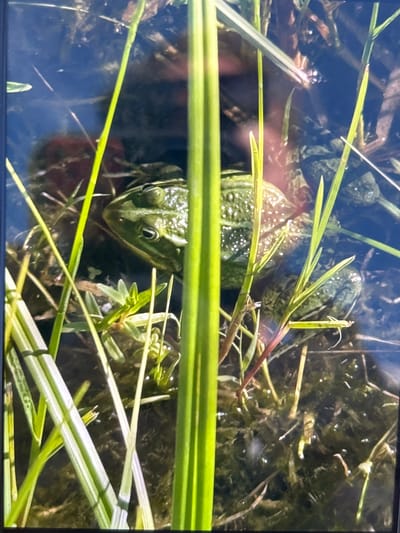A close-up, slightly blurry, vertical shot shows a green frog partially submerged in murky water amongst reeds and aquatic plants. The frog is facing left, with its eye clearly visible. The water is dark and reflects some light, creating bright spots on the frog's textured skin and the surrounding vegetation. The reeds in the foreground are out of focus and are a vibrant green, obscuring parts of the frog and the background. The scene appears to be a natural pond or shallow body of water. There is no information in the image to suggest a specific location in the city of Слава Снт, Russia.