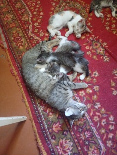 The image shows a litter of kittens sleeping on a red, patterned carpet. There are at least four kittens visible. One larger tabby cat is curled up, with three smaller kittens nestled against it. Another kitten, with white and calico markings, is lying nearby. The scene appears to be indoors. The image's quality and content do not provide any information that would allow for its location to be determined as Termez, Uzbekistan, or any other specific city.