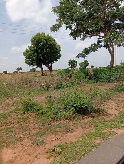 This is a photograph taken from a low angle, likely from a moving vehicle, capturing a rural or semi-rural landscape. The foreground is dominated by dry, reddish-brown soil with sparse patches of dry grass and some low-lying green vegetation. A paved surface, possibly a road, is visible in the lower right corner, appearing out of focus.
In the middle ground, a field of dry, tall grass stretches towards a cluster of trees. The trees vary in size and density of foliage. One prominent tree on the left has a full, green canopy and a thick trunk. Behind it, several smaller trees are scattered across the landscape. Further back, a denser line of green vegetation suggests a more wooded area or a field boundary.
The background features a hazy sky with scattered white clouds. Thin, dark lines, likely power or telephone wires, stretch horizontally across the sky in the upper portion of the image. The overall impression is one of an open, somewhat arid environment with scattered trees under a cloudy sky.
The image depicts a scene that could be characteristic of areas in and around Wuro Dole, Nigeria, given its typical landscape of plains, scattered vegetation, and agricultural land.