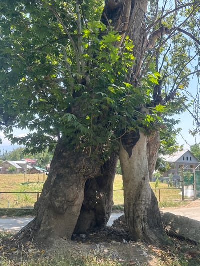 A large, mature tree with split trunks stands prominently in the foreground, its thick, gnarled branches covered in lush green leaves, indicative of a sunny day. The tree's bark is textured and weathered, with visible cavities and damage. In the background, several houses with red and grey roofs are visible, nestled amidst a grassy field. A metal fence separates the tree from the field and houses. Further in the background, more trees and a clear blue sky suggest a rural or suburban environment. The overall impression is one of a serene, sunlit day in Vessu, India.