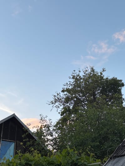 An eye-level, medium shot captures the corner of a rustic wooden building and a large tree against a pale blue sky with scattered wispy clouds. The building, positioned on the left, features a dark, weathered wooden facade with a jagged roofline. A blue-painted windowpane is visible on its side. Lush green foliage, including what appears to be grapevines, covers the foreground and extends upwards around the building. To the right of the building, a mature, dense tree with dark green leaves dominates the frame, its branches reaching towards the sky. The scene is set during daylight, with soft lighting suggesting either early morning or late afternoon. The overall impression is one of a rural setting within Ганчарскі сельскі Савет, Belarus.