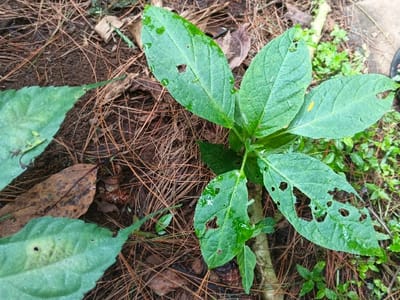 The image presents a high-angle view of a robust green plant growing outdoors, likely in a garden or natural area in Chilanga, Zambia. The central subject is a plant with several large, broad, ovate leaves that appear a vibrant green. Numerous small water droplets are visible on the leaf surfaces, suggesting recent rainfall or watering. Many of these leaves exhibit noticeable damage, characterized by irregular holes and chewed edges, indicative of insect activity or other forms of defoliation. A small, elongated yellow object rests on one of the upper leaves.
The ground surrounding the plant is heavily covered with a dense layer of reddish-brown pine needles, interspersed with visible dark soil. Scattered amongst the pine needles are a few larger, dried brown leaves. In the background, particularly to the right of the central plant, smaller green vegetation and weeds can be seen. A dark-colored shoe or foot is partially visible in the upper right corner of the frame, hinting at a human presence. The scene is illuminated by natural light, indicating it is daytime. No text is visible in the image.