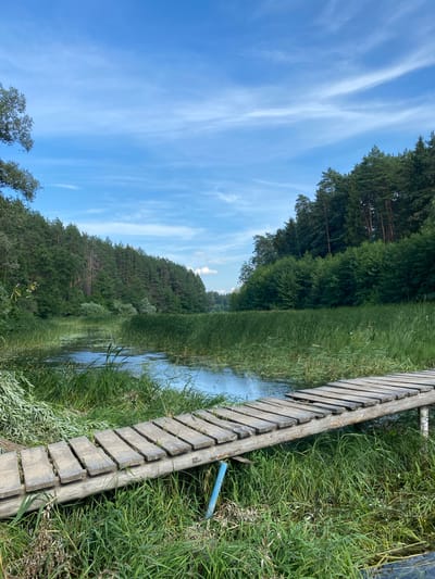 The image depicts a serene natural landscape, likely in the vicinity of Yal'chik, Russia, on a bright, partly cloudy day. In the foreground, a weathered wooden footbridge extends from the right side of the frame into the scene. The bridge is constructed from roughly hewn planks laid across two cylindrical logs, with grass growing densely around its supports.
The bridge leads to a calm body of water, possibly a river or a lake, bordered by lush green reeds and tall grasses. The water reflects the blue sky and the surrounding greenery.
Beyond the water, a dense forest of pine and deciduous trees covers a sloping hillside, creating a natural backdrop. The trees are a mix of dark green pine and lighter green foliage from deciduous varieties. The sky above is a vibrant blue, streaked with wispy white clouds, suggesting fair weather. The overall impression is one of tranquility and unspoiled nature. No people or animals are visible in the scene.