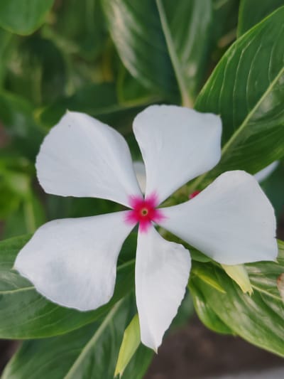 A close-up, top-down shot features a white flower with five petals and a bright pink center, set against a backdrop of lush green leaves. The flower is in focus, with its delicate texture and the vibrant hue of its center clearly visible. The surrounding leaves are slightly blurred, creating a soft bokeh effect. The scene appears to be an outdoor setting, possibly a garden, in Molodegniy, Russia. There are no people or animals present in the image.