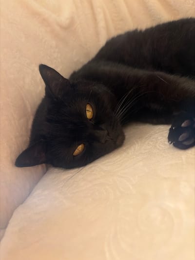 A black cat with bright yellow eyes rests on a light-colored, textured surface. The cat is lying on its side, with its head turned towards the camera. Its fur is sleek and black, and its whiskers are long and white. The surface the cat is lying on appears to be a blanket or soft fabric, with a subtle pattern. The lighting is soft and warm, casting a gentle glow on the scene. There is no indication of a specific location within the city of Leninsk-Kuznetskiy, Russia, in this image.