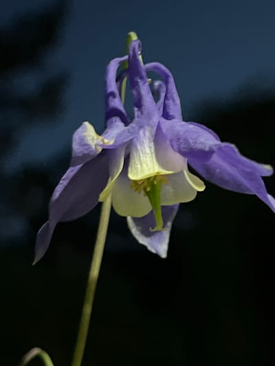 A close-up, low-angle, outdoor, slightly blurry photograph captures a single purple and yellow columbine flower against a dark, out-of-focus background, likely in Angarskie Khutora, Russia. The flower hangs downwards, with its purple petals curving inwards and its pale yellow inner petals and green pistil visible. The stem is thin and pale yellow-green. The dark background suggests it is evening or night, or the flower is in deep shade.