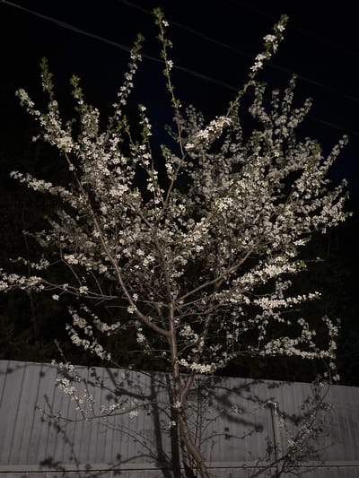 A photograph taken at night shows a tree with small white blossoms. The tree's branches extend toward the left side of the frame, with some branches obscuring a dark background. The right side of the tree is adjacent to a light gray structure, possibly a building. Shadows of the branches are cast on the building's surface. Powerlines can be seen in the upper left. The location is presumed to be in the city of Orel, Russia.