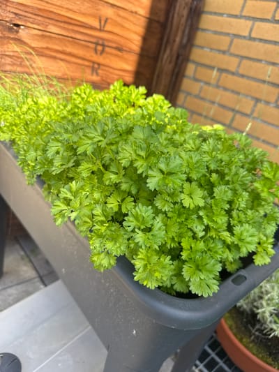 The image shows a close-up of a potted parsley plant with bright green, curly leaves. The plant is in a dark gray planter. To the left of the planter is a section of weathered wooden planks, with faint markings that could be carved letters or symbols. Behind the planter and to the left, a portion of a brick wall is visible, constructed from rectangular yellow-brown bricks with gray mortar. The lighting suggests it is daytime, likely outdoors, with sunlight casting some shadows and highlighting the texture of the leaves and wood. The setting appears to be a garden or patio area, with hints of other pots and possibly a grate-like surface visible in the background to the right. No people are visible in the image.