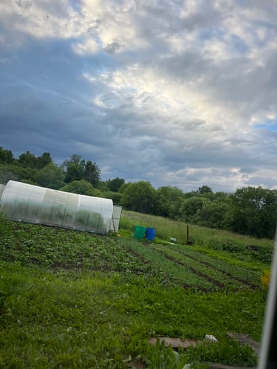 The image depicts an outdoor scene in a rural area, likely a garden or farm, with a greenhouse dominating the left side. The greenhouse is a translucent, arched structure, appearing to be made of plastic sheeting supported by a frame. Rows of plants are visible in front of and to the right of the greenhouse, with dark soil beds and green foliage indicating cultivation. Two large plastic barrels, one blue and one green, are situated to the right of the greenhouse. The background is filled with lush green trees and foliage, suggesting a natural, possibly wooded, environment. The sky above is a dramatic mix of dark, heavy clouds and patches of lighter, brighter sky, implying variable weather conditions. The overall setting appears to be one of agricultural activity in a natural landscape. The location is identified as Аряж, Russia. There are no people visible in the image.