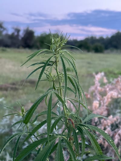 A close-up shot features a branch of a cannabis plant with its distinctive serrated leaves. The plant is in focus, with its green foliage dominating the foreground. In the background, a soft, hazy scene unfolds, suggesting an outdoor setting. A blurred expanse of green and muted pink hues hints at vegetation or possibly a field of flowers. To the left, a soft blue and white gradient suggests a sky with some cloud cover. The overall lighting appears to be natural, suggesting it could be daytime, possibly late afternoon or early morning due to the soft light. The image seems to be taken in a natural environment, possibly a garden or a field, given the presence of the plant and the outdoor backdrop. There is no discernible activity or event taking place; the focus is on the plant itself. No text is visible in the image. The location context provided indicates the scene is set in Belozerki, Russia.