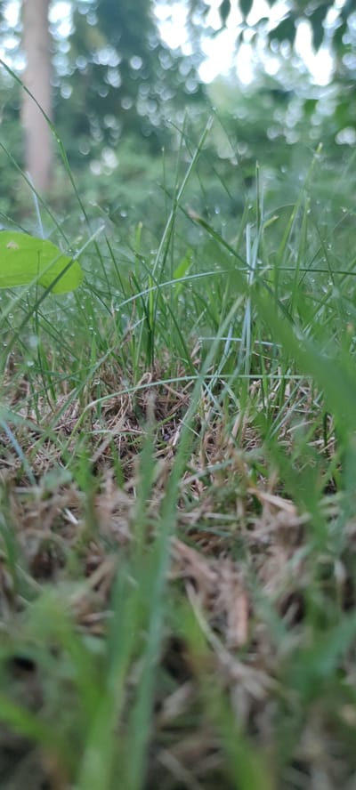 The image depicts a close-up, low-angle view of green grass with some dry, brown blades interspersed. Small droplets of water are visible on the grass blades. The background is out of focus, showing blurred green foliage and bright, circular bokeh effects, suggesting sunlight filtering through leaves. There are no people, animals, or discernible structures visible. The scene appears to be an outdoor natural setting, likely a lawn or meadow. No specific location in Liebenburg, Germany, can be identified from the image content.