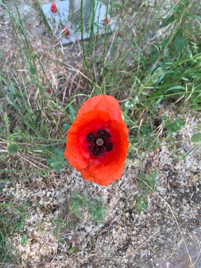 A close-up shot captures an orange poppy in full bloom, set against a background of grass and scattered debris. The poppy's petals are a vibrant orange, contrasting with the dark, intricate center of the flower. The background consists of a mix of green grasses and dried plant matter, indicative of a natural outdoor setting. The location is Goliam Dol, Bulgaria.