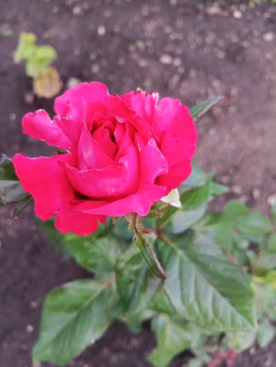 A close-up shot focuses on a vibrant pink rose in bloom. The rose petals are unfurled, revealing a textured interior. Green leaves with visible veins surround the rose. The background is blurred, showing dark soil with small, scattered pebbles and hints of green foliage in the distance. This image appears to be taken outdoors in a garden or natural setting.