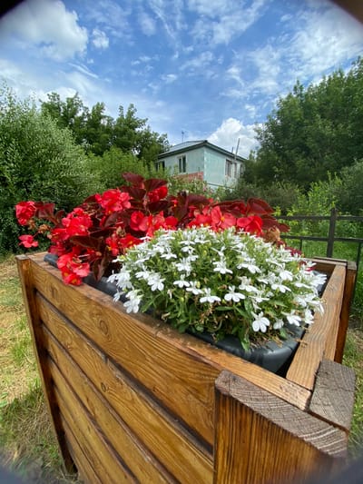 In the city of Akyar, Russia, a wooden planter box with vibrant red and white flowers sits in a grassy area. Behind the planter, a light blue house with white trim and windows is visible, surrounded by lush green trees and a cloudy blue sky. The planter is made of horizontal wooden planks, and the flowers are arranged in a dark plastic liner. Red begonias are prominent, with clusters of small white flowers in front. The scene suggests a well-maintained outdoor space.