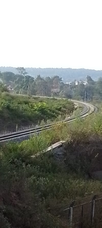 A curved railway track cuts through a landscape of lush greenery. The track bends gently towards the horizon, where glimpses of buildings and trees are visible. The foreground is filled with dense vegetation, suggesting a wild, uncultivated setting. The scene is bathed in soft, diffused light, giving the impression of a tranquil, rural environment.