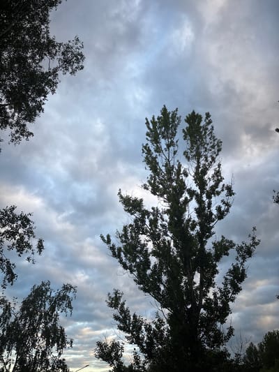 The image shows a view looking up through tree branches toward a cloudy sky. The trees are silhouetted against the light sky. The location is specified as Fedorino, Russia. No people, subjects, objects, actions, or interactions are visible beyond the trees and sky.