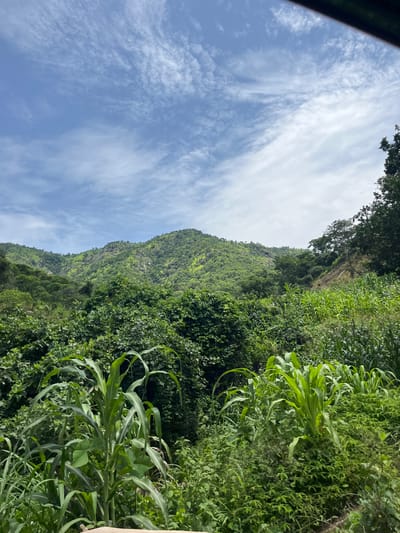 The image depicts a lush green mountainous landscape under a sky with scattered clouds. In the foreground, tall stalks of corn are visible, interspersed with other dense green foliage. The middle ground is filled with a variety of green trees and vegetation, creating a thick, verdant carpet. Beyond this, the mountains rise, covered in a similar dense green plant life, with rocky outcrops visible on their slopes. The sky above is a clear blue, with wispy white clouds streaking across it. The scene appears to be a natural environment, likely a rural area with agricultural activity, given the presence of corn. Based on the provided context, this scene is located in the city of Goje, Nigeria. There are no people or animals visible in the image.