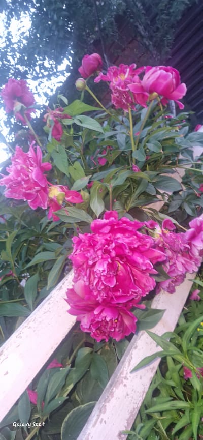 This is a close-up, rotated shot of several bright pink peonies in bloom. The flowers are the main subject, with their ruffled petals and yellow stamens clearly visible. They are surrounded by lush green leaves. The peonies are growing in what appears to be a garden or outdoor setting.
In the background, to the left, a dark, textured surface, possibly a corrugated metal roof or siding, is visible. To the right, a weathered, pale wooden plank runs diagonally across the frame, partially obscuring the flowers and foliage. The lighting suggests it is either early morning or late afternoon, with soft light illuminating the scene. Some areas of the foliage appear dewy, indicating recent rain or mist.
The overall mood is one of natural beauty and the vibrant life of summer flowers. The image is captured from a slightly high angle, looking down on the blossoms.
There is a visible text watermark in the lower right corner: "Galaxy S22+". The location context provided is Myski, Russia.