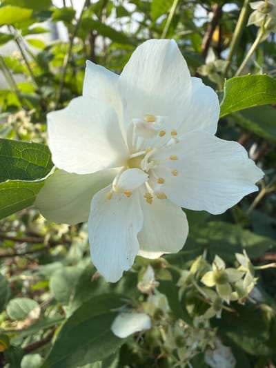 A close-up, eye-level shot captures a pristine white flower in full bloom, dominating the center of the frame. The flower's delicate petals, with faint veins visible, unfurl outward, revealing a cluster of yellow stamens tipped with pollen at its core. The bloom is surrounded by a vibrant backdrop of lush green foliage, some leaves showing intricate vein patterns. In the upper right corner, a cluster of smaller, pale green, star-shaped flowers adds depth and a sense of abundance to the scene. The lighting suggests it's daytime, with soft sunlight filtering through the leaves, creating a gentle illumination on the flower. The overall mood is serene and natural, highlighting the beauty of the blooming plant. No people, text, or specific location cues beyond the provided context are visible.