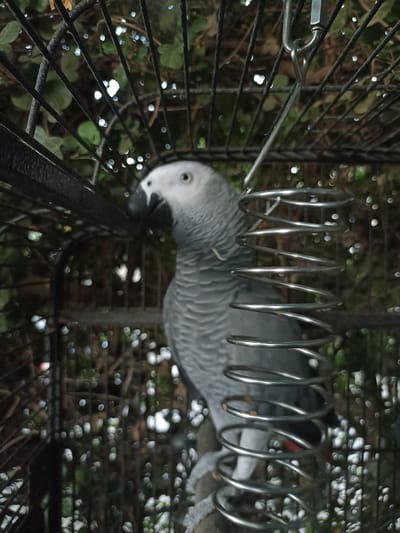 In Ariel, Palestinian Territories, an African Grey parrot is perched in its cage. The parrot is predominantly grey with a black beak and white eyes, and a hint of red is visible on its tail feathers. The cage is made of metal bars and contains a silver spiral toy. The background consists of dense green foliage, with blurred lights creating a bokeh effect. The lighting is natural, suggesting an outdoor or well-lit indoor environment. The image is a close-up shot, focusing on the parrot and its immediate surroundings within the cage.