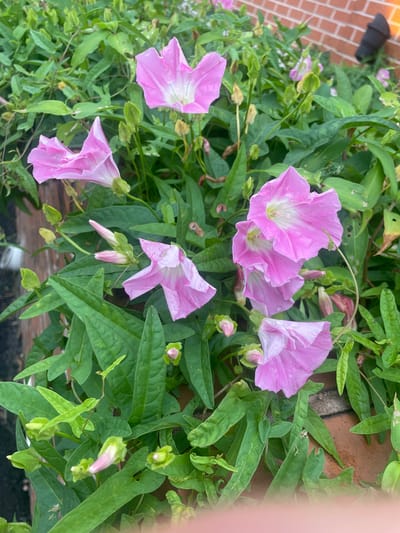 A cluster of pink morning glory flowers with white centers are in full bloom, surrounded by lush green foliage and some unopened buds. The flowers have delicate, trumpet-shaped petals. The scene appears to be an outdoor garden area, possibly a residential yard or public space, with a brick wall visible in the background. The image was taken at an eye-level perspective.