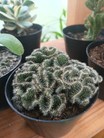 The scene depicts multiple potted plants, located in Munyati, Zimbabwe. In the foreground, a crested cactus with intricate, brain-like green growth covered in dense, short, light-colored spines is contained within a round, black plastic pot filled with dark brown soil. Surrounding this central cactus, other potted plants are visible in the blurred background and midground. To the immediate left, a portion of a smooth green leaf extends from another black pot. Towards the upper left, a variegated succulent with light and dark green leaves is present in a black pot. To the right, at least two additional green plants are partially visible in black pots. All plants rest on a light brown wooden surface, possibly a shelf or table. The background beyond the plants is softly lit, appearing as a light, out-of-focus expanse with hints of green foliage in the distance. No human subjects, animals, or specific actions are depicted.