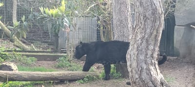 A black panther, a melanistic big cat, is depicted walking left in profile within an outdoor enclosure, likely at the Parc Zoologique de Paris, adjacent to Saint-Mandé, France. The animal occupies the central frame, its dark, sleek body positioned between a horizontal log in the lower-left foreground and a large tree trunk on the right, which partially obscures its hindquarters. The ground consists of dirt and scattered green vegetation. In the background, a tall, wire mesh fence is visible, interspersed with trees and shrubs. A concrete barrier runs horizontally behind the foreground log. To the far right, grey, sculpted rock structures are present, forming part of the enclosure's backdrop. No other living beings are visible within the frame.