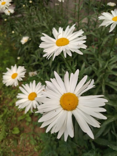 The image shows a close-up view of several white daisies with yellow centers, set against a background of lush green foliage. The daisies are in various stages of bloom, with some fully open and others still budding. The foreground features a large daisy, its white petals radiating outwards from the bright yellow center. In the background, other daisies and greenery are visible, creating a natural and vibrant scene. The overall impression is one of natural beauty and tranquility. The specific location in Navbahor, Uzbekistan, is not visually indicated in the image.
