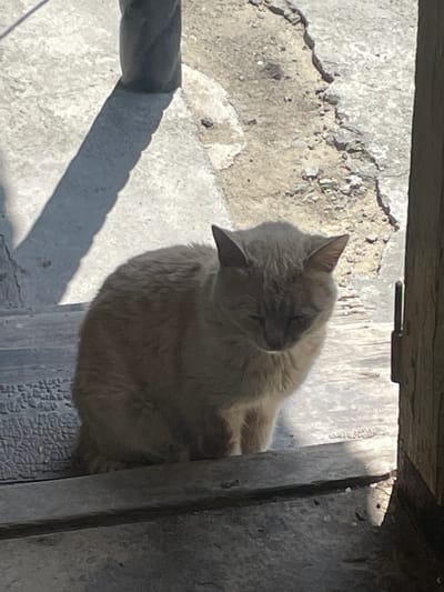 A light brown cat with closed eyes sits on a wooden step outdoors, likely in Alagir, Russia, given the context. The cat is positioned in the lower half of the frame, facing slightly to the right. Sunlight casts a long shadow from an unseen object on the left side of the image onto a textured concrete surface behind the cat. The background consists of cracked concrete and what appears to be a wooden door frame on the right edge of the image. The overall scene suggests an outdoor environment, possibly a residential area, where the cat is resting in the sun.