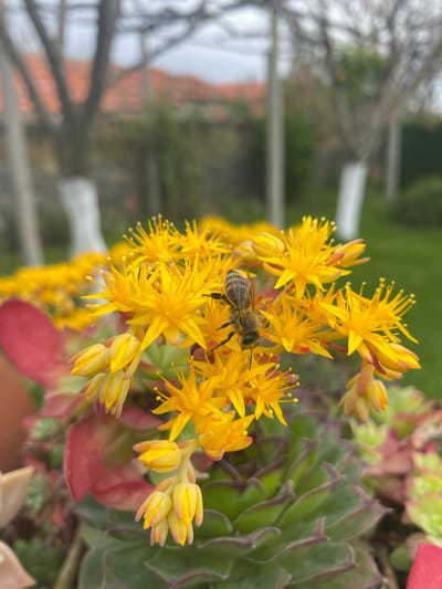 A bee rests on a cluster of small, bright yellow star-shaped flowers. These flowers are part of a larger plant with thick, succulent leaves, some tinged with red. The background is blurred but shows hints of green foliage, bare tree branches, and indistinct buildings. The location appears to be outdoors, possibly a garden or a potted plant on a balcony. There is no indication of the location being Bratia Kunchevi, Bulgaria.