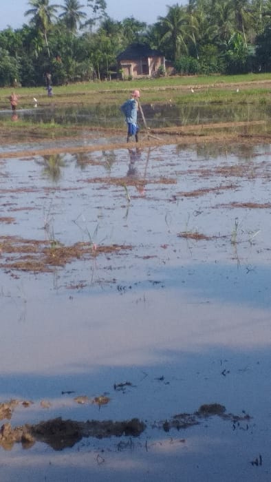 The image displays a flooded rice paddy field in Serdang, Indonesia. The foreground and midground feature shallow, still water covering disturbed earth, with reflections of the sky and surrounding elements visible on the surface. Within the midground, one individual is centrally positioned, facing left, wearing a light blue long-sleeved top, blue trousers, and a pink head covering, and is standing in the water holding a long wooden pole. Their reflection is visible below them. To their left, a second, partially obscured individual wearing a reddish garment is also standing in the water. A third, more distant figure is present further left in the field. Several white wading birds are scattered across the midground, standing in the shallow water. The background reveals a single-story brown building with a dark roof, situated amidst dense tropical vegetation, including palm trees, that forms the horizon line. The scene is illuminated by natural daylight.