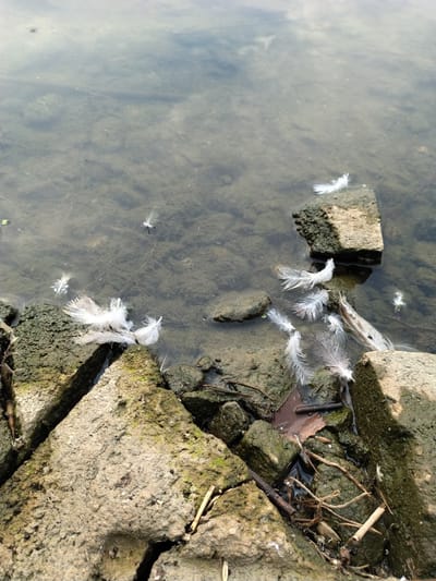 The image shows a collection of white feathers scattered on rocks and in shallow, murky water. The rocks appear to be natural, some moss-covered, situated at the edge of a body of water. The water is relatively still, with some submerged vegetation visible. Several feathers are floating on the water's surface, while others are resting on the wet rocks. The overall scene suggests a natural setting possibly near a pond or slow-moving stream. There are no people visible in the image. The location is identified as Kestřany, Czechia.