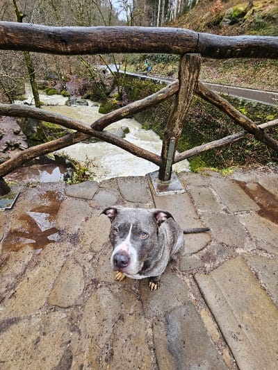 The image depicts an outdoor scene in Waldbillig, Luxembourg, under overcast conditions. In the immediate foreground, a grey and white short-haired dog, resembling an American Bully or Pitbull type, sits directly on a damp, irregularly paved stone surface. The dog has cropped ears, a white blaze on its muzzle and chest, and light brown eyes; it is looking directly upwards towards the camera. Its paws appear soiled.

Separating the foreground from the midground is a rustic wooden railing constructed from dark, wet, unhewn logs, secured with visible metal plates. Below this railing, a turbulent, murky brown river or stream flows rapidly over rocks, creating white water and indicating a strong current. The river banks are steep and covered with bare deciduous trees, moss-covered rocks, and sparse undergrowth.

In the mid-to-background, on the opposite bank of the river, a paved path or walkway is visible. A solitary individual, partially obscured by the railing and distance, is walking on this path. This person is wearing a light blue or green top and dark bottoms, moving away from the camera's perspective. The background consists of a dense forest of predominantly bare trees extending up a hillside, typical of a temperate climate outside of growing season. The overall environment is characterized by natural terrain, rocks, and vegetation.