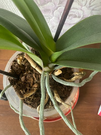 The image is a close-up overhead view of an orchid plant in a clear plastic pot filled with bark and moss. The orchid has several large, green leaves and numerous thick, pale green aerial roots extending from the base of the plant and out of the pot. Some of the roots appear healthy and plump, while others are thinner and more wiry. There are also a few dried, brown remnants of old stems or leaves visible within the pot. The plant is sitting on a wooden surface, likely a table, and a portion of a red saucer is visible beneath the pot. In the background, a textured, light-colored surface, possibly a wall or fabric with a floral pattern, is visible. A dark support stick is inserted into the pot next to the plant. The scene is indoors and appears to be well-lit. There is no visible indication of the location being Urazovo, Russia.