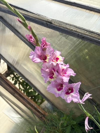 A cluster of pink gladiolus flowers is in bloom against a backdrop of a greenhouse with ribbed translucent plastic panels and weathered wooden supports. The flowers are arranged vertically along a stem, with some fully open and others still in bud. The petals are a soft pink with darker magenta centers and pale yellow markings. The foreground shows green grass and foliage. The overall scene suggests an outdoor setting within a garden or agricultural structure. The image was taken in the village of Bolshelug, Russia.