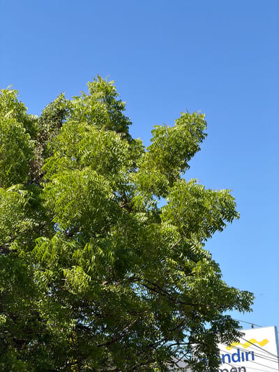 A close-up, low-angle shot captures the vibrant green foliage of a neem tree against a clear, brilliant blue sky. The neem tree's leaves are dense and a bright, healthy green, with sunlight filtering through them, creating a dappled effect. The branches of the tree are visible beneath the leaves, appearing dark and woody.
In the lower right portion of the image, the top of a white sign with yellow and blue lettering is visible. The blue letters read "ndiri" and appear to be part of the word "Mandiri," a common Indonesian bank. Below this, partially obscured blue text reads "pen." The sign is positioned behind the tree branches, suggesting it is a distant object or a structure located near the tree.
The environment is outdoors, likely in a city setting given the presence of the sign. The bright sunlight and clear sky indicate fair weather. No people are visible in the image, and there are no discernible actions or interactions taking place. The scene is a snapshot of nature juxtaposed with a man-made element, showcasing the urban environment of Kubu, Indonesia, under a sunny sky.