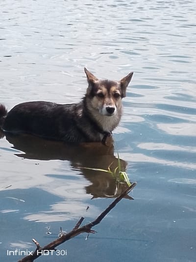 A dog with brown and black fur stands in calm, blue water. The dog is looking directly at the camera. A few blades of grass are visible in the water to the right of the dog. A dark brown branch rests in the foreground of the image, partially submerged in the water. The water's surface is rippled, reflecting the light. The background is out of focus, showing a continuation of the water. The bottom left corner of the image displays the text "Infinix HOT 30i." The scene depicts a dog enjoying itself in a body of water, likely a river or lake, on a clear day. The location is identified as Kedrovy, Russia.