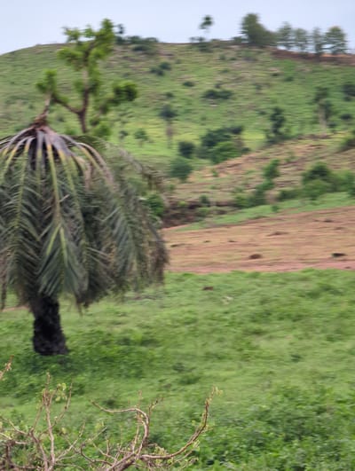 The image shows a rural landscape in Gidan Waya, Nigeria. A palm tree with a thick black trunk dominates the foreground. Beyond the tree, a hillside ascends, displaying green vegetation interspersed with bare, reddish-brown patches of soil. The hillside also features various trees and shrubs. In the far background, a light sky is visible. The terrain appears uneven and partially cultivated.
